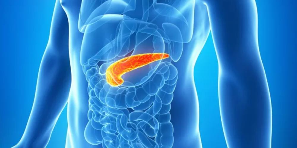 pancreas