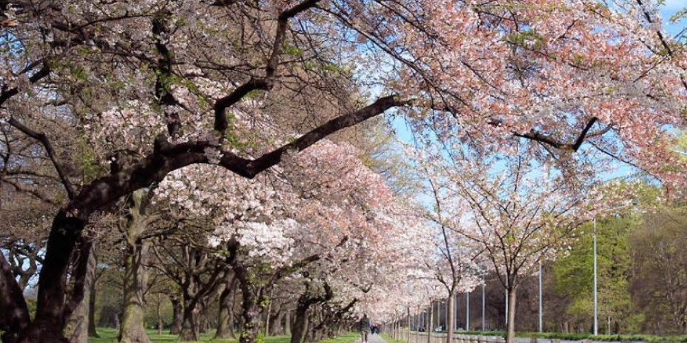 Blossom tree photo for Canterbury Page