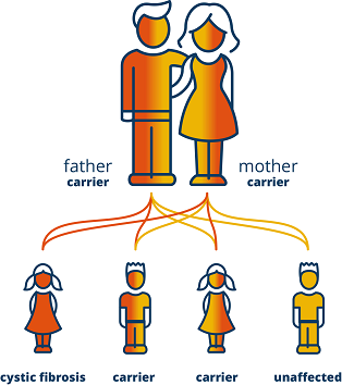 1 1 6382 Cystic Fibrosis Genetics Diagram WEB USE