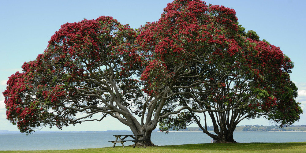 pohutakawatree1