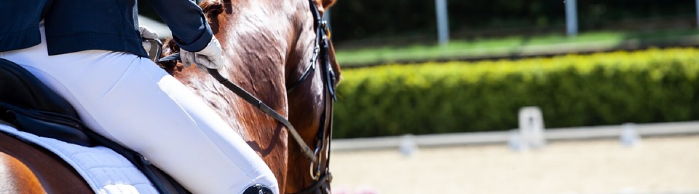 Arena Equine Saddle Competition Dressage Horses 4200962